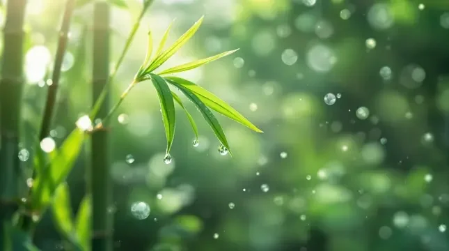 晨光微露 - 美女直播秀竹影清风影像
