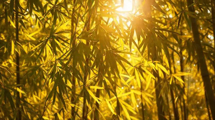 叠翠流金 - 美女直播秀竹影清风影像